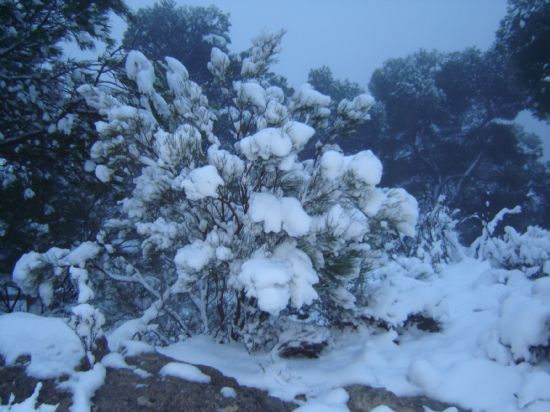 La nieve hizo su aparicin en Sierra Espua, Foto 2