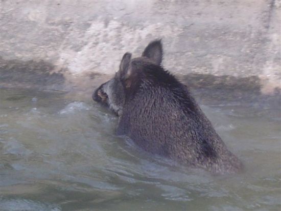 Un jabal de gran envergadura se qued atrapado en el punto kilomtrico 13 del canal del Trasvase, Foto 1