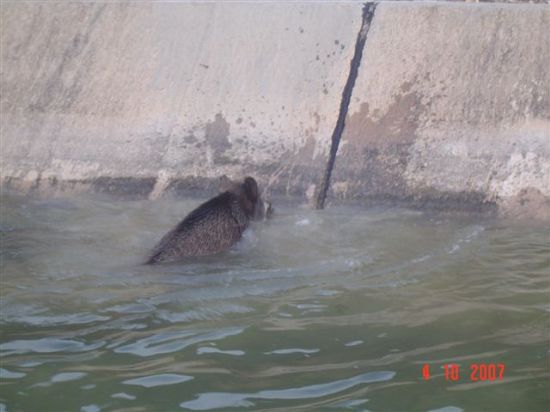 Un jabal de gran envergadura se qued atrapado en el punto kilomtrico 13 del canal del Trasvase, Foto 3