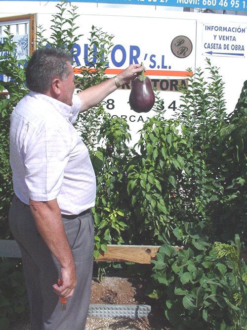 Dos kilos de berenjena, Foto 1